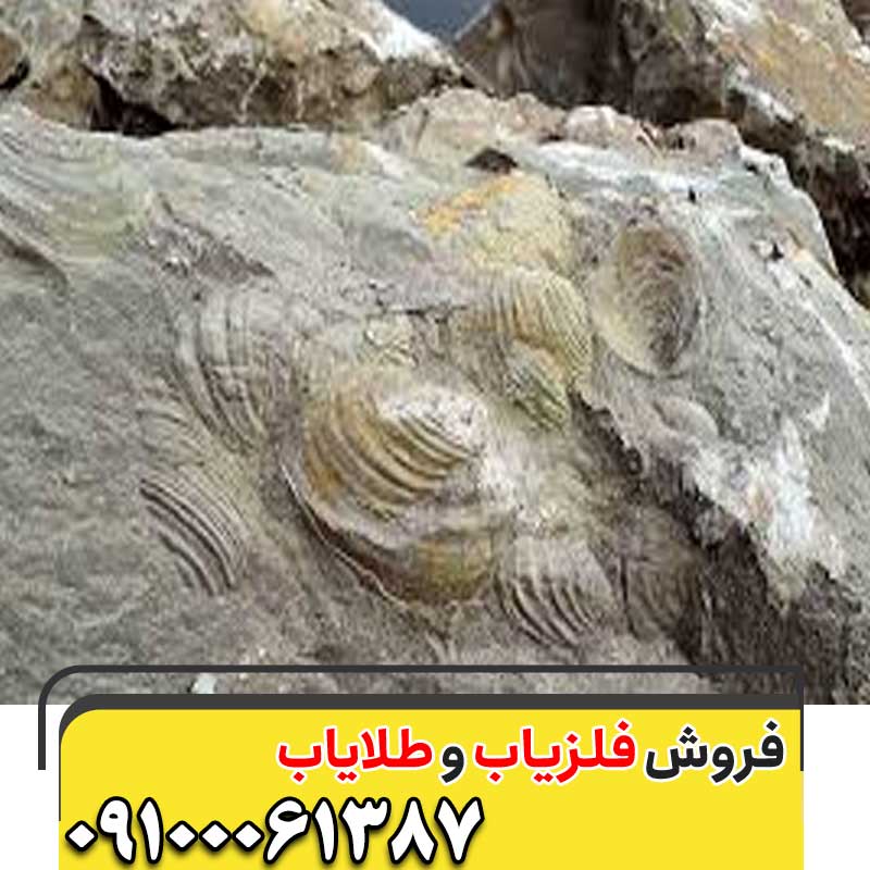 وجود صدف در مسیر حفاری09100061387