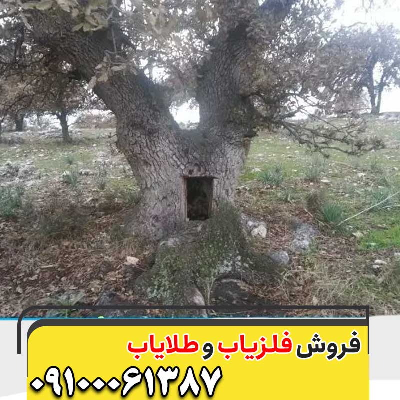 نماد درخت در گنج یابی09100061387