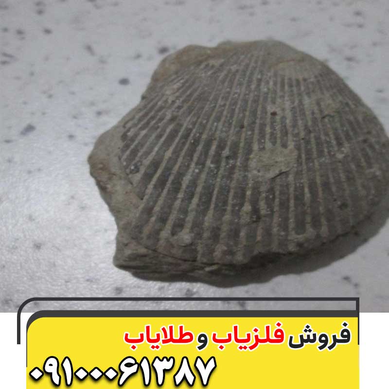 وجود صدف در مسیر حفاری09100061387