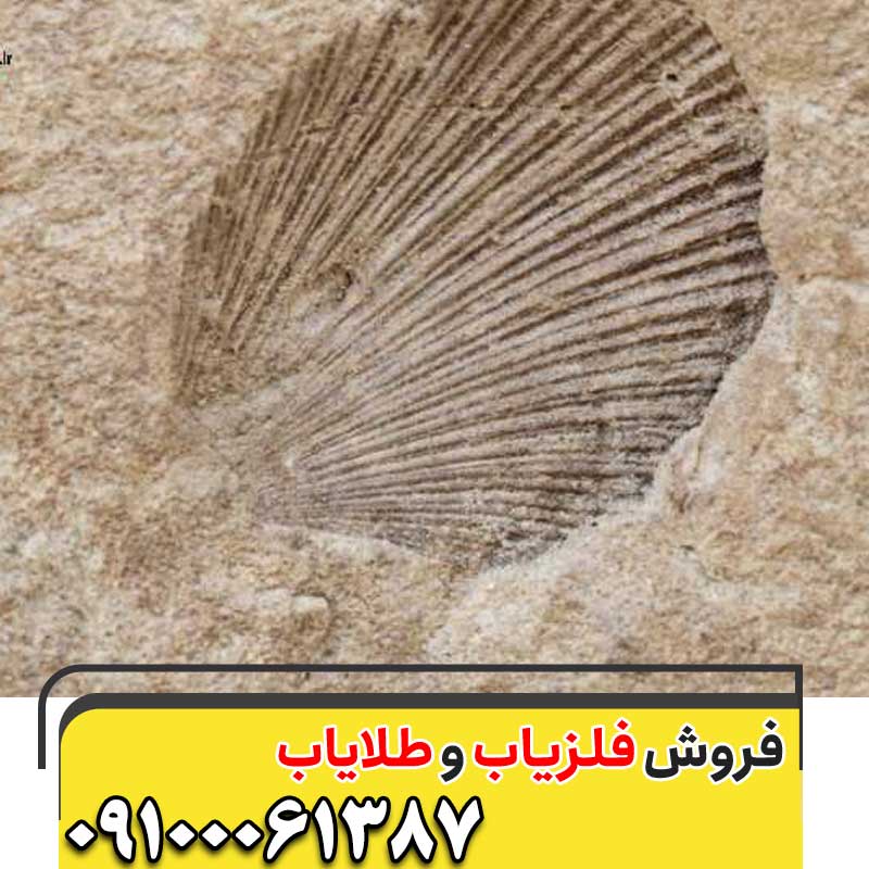 وجود صدف در مسیر حفاری09100061387