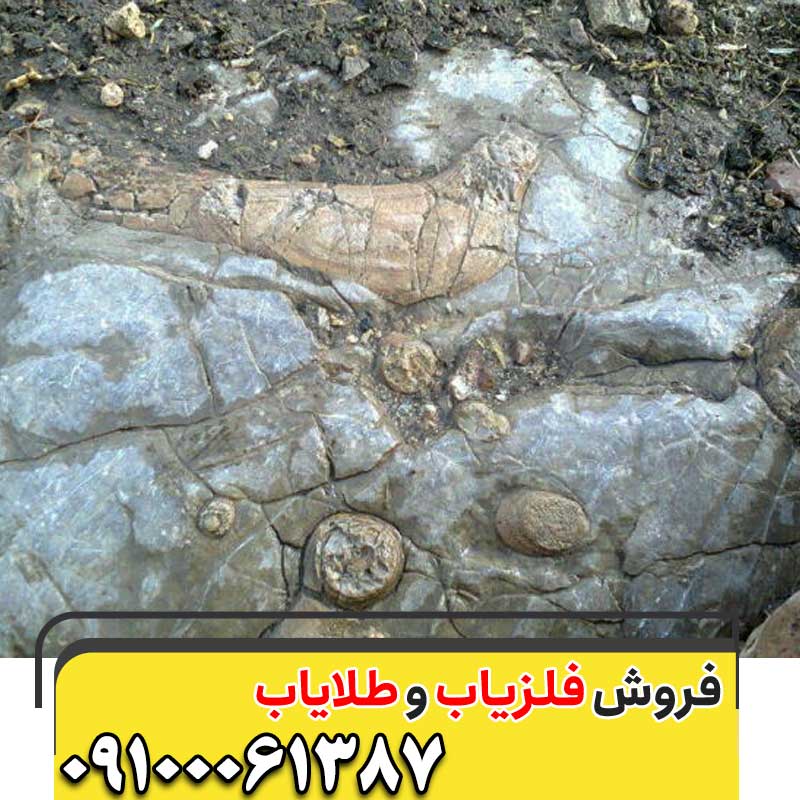 نماد پرنده در گنجیابی09100061387
