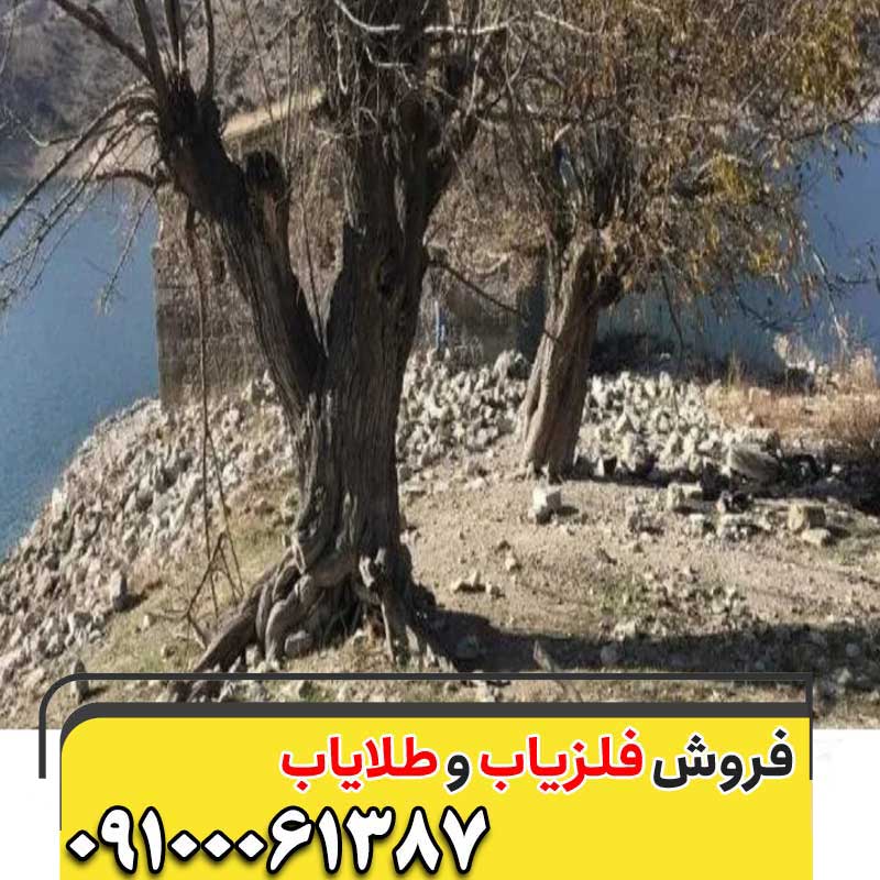عمق دفینه درخت گردو09100061387